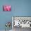 Pink Tulip II-Dana Styber-Mounted Photographic Print displayed on a wall