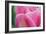 Pink Tulip II-Dana Styber-Framed Photographic Print