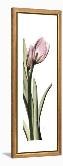 Pink Tulip Part 2-Albert Koetsier-Framed Stretched Canvas