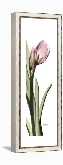 Pink Tulip Part 2-Albert Koetsier-Framed Stretched Canvas