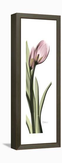 Pink Tulip Part 2-Albert Koetsier-Framed Stretched Canvas