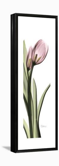 Pink Tulip Part 2-Albert Koetsier-Framed Stretched Canvas