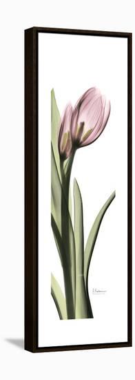 Pink Tulip Part 2-Albert Koetsier-Framed Stretched Canvas