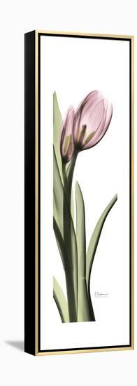 Pink Tulip Part 2-Albert Koetsier-Framed Stretched Canvas