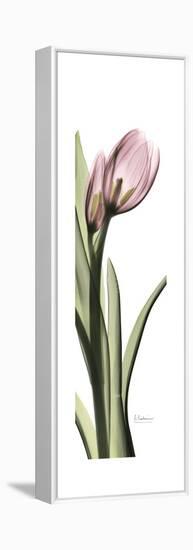 Pink Tulip Part 2-Albert Koetsier-Framed Stretched Canvas