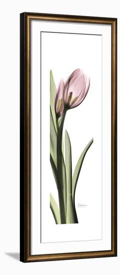 Pink Tulip Part 2-Albert Koetsier-Framed Premium Giclee Print