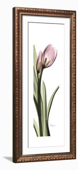 Pink Tulip Part 2-Albert Koetsier-Framed Premium Giclee Print