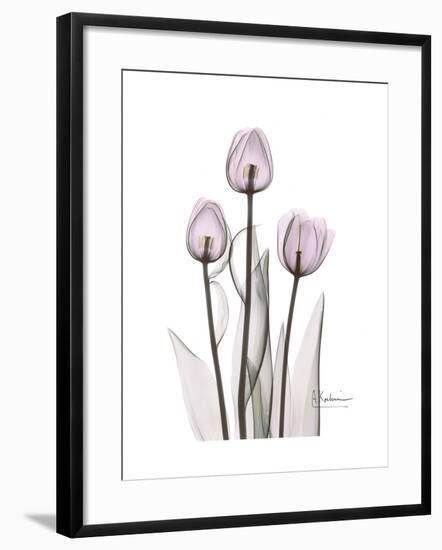 Pink Tulip Portrait-Albert Koetsier-Framed Premium Giclee Print