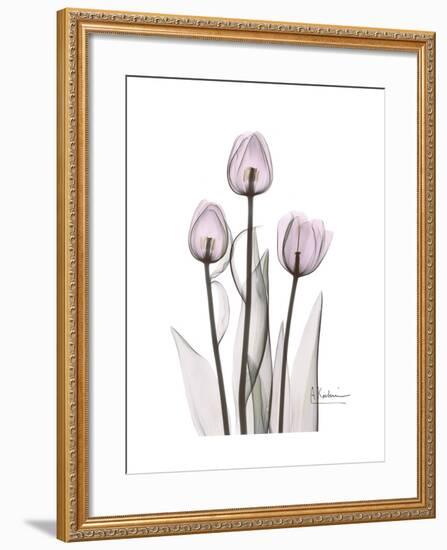 Pink Tulip Portrait-Albert Koetsier-Framed Premium Giclee Print