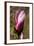 Pink Tulip Tree II-George Johnson-Framed Photo