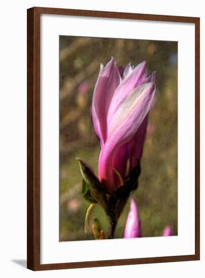 Pink Tulip Tree II-George Johnson-Framed Photo