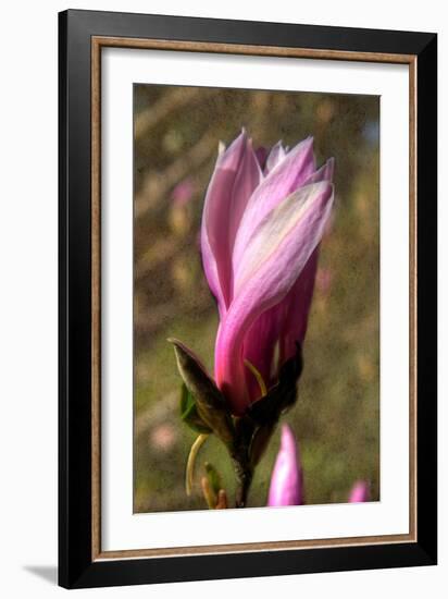 Pink Tulip Tree II-George Johnson-Framed Photo