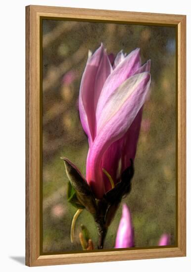 Pink Tulip Tree II-George Johnson-Framed Stretched Canvas