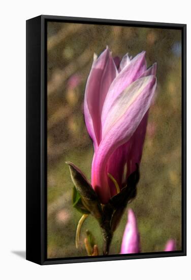 Pink Tulip Tree II-George Johnson-Framed Stretched Canvas