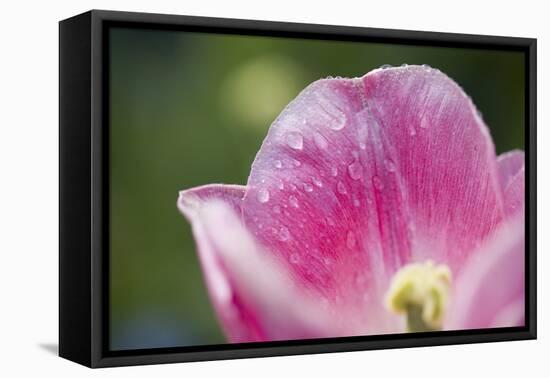 Pink Tulip with Raindrops, Blossom, Close-Up-Brigitte Protzel-Framed Premier Image Canvas