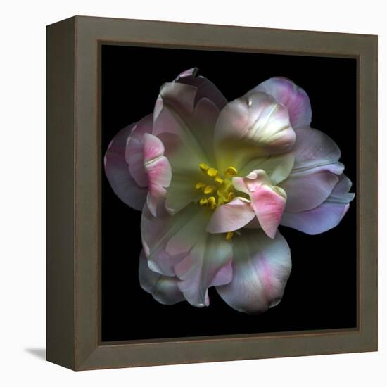 Pink Tulip-Magda Indigo-Framed Premier Image Canvas