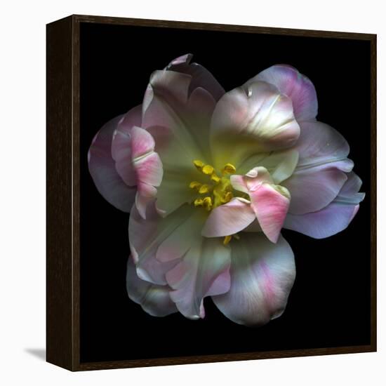 Pink Tulip-Magda Indigo-Framed Premier Image Canvas