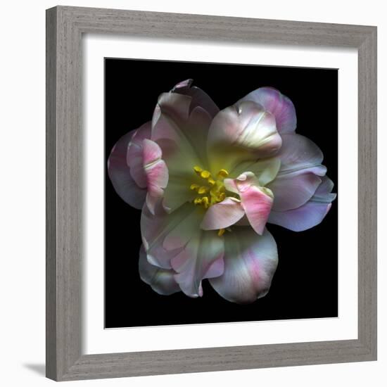 Pink Tulip-Magda Indigo-Framed Photographic Print