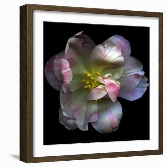 Pink Tulip-Magda Indigo-Framed Photographic Print