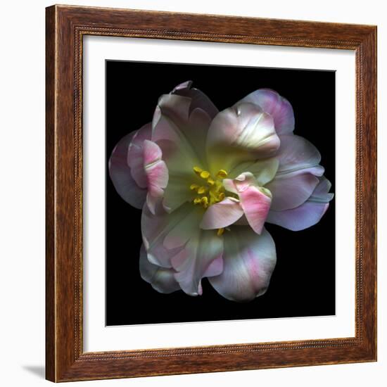 Pink Tulip-Magda Indigo-Framed Photographic Print