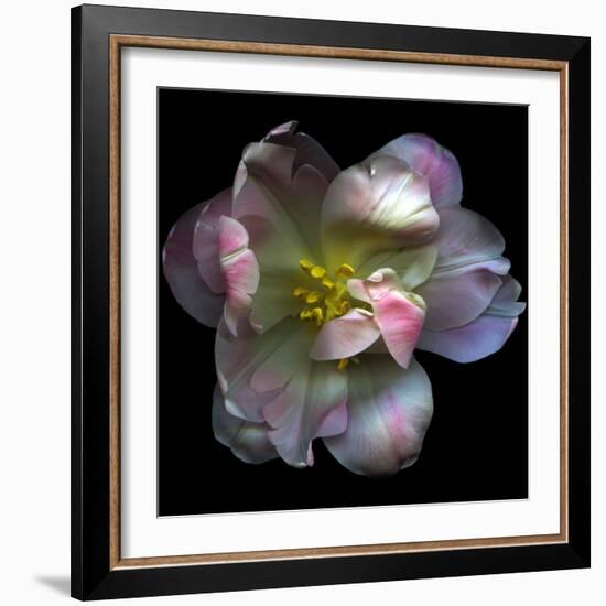 Pink Tulip-Magda Indigo-Framed Photographic Print