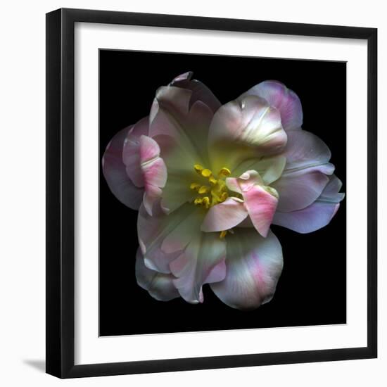 Pink Tulip-Magda Indigo-Framed Photographic Print