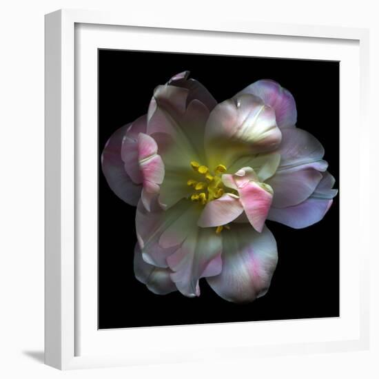 Pink Tulip-Magda Indigo-Framed Photographic Print