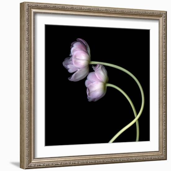 Pink Tulips 10-Magda Indigo-Framed Photographic Print