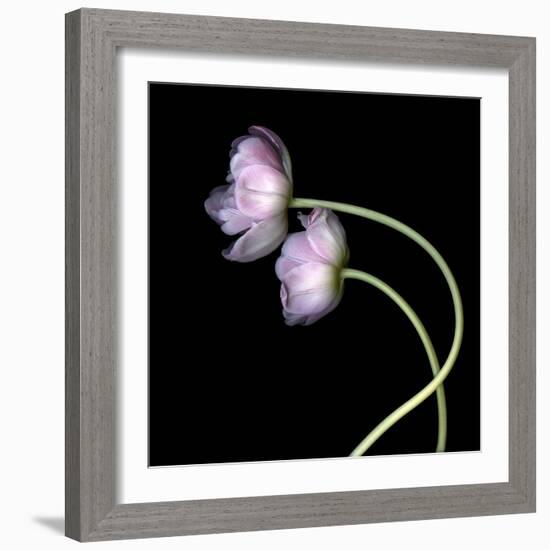 Pink Tulips 10-Magda Indigo-Framed Photographic Print