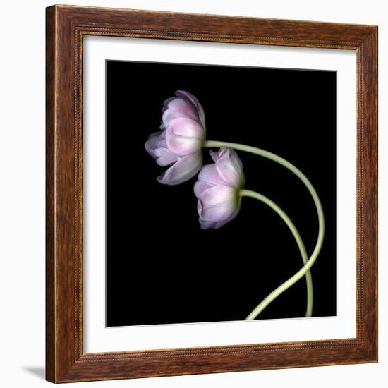 Pink Tulips 10-Magda Indigo-Framed Photographic Print