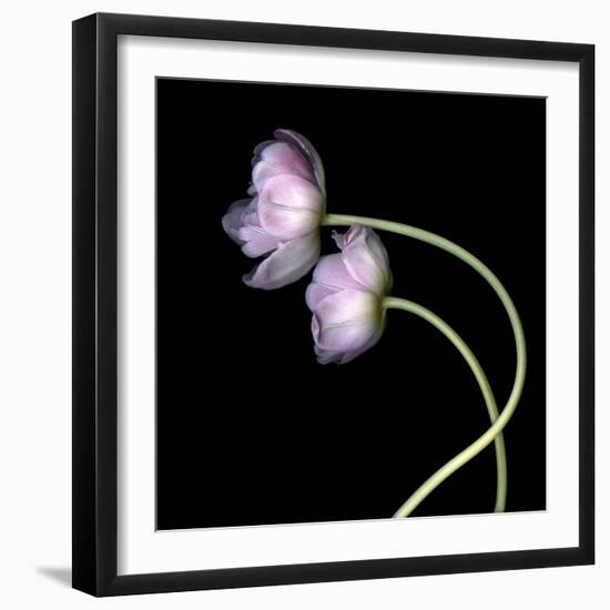 Pink Tulips 10-Magda Indigo-Framed Photographic Print