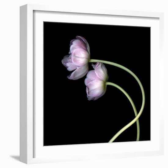 Pink Tulips 10-Magda Indigo-Framed Photographic Print