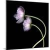 Pink Tulips 10-Magda Indigo-Mounted Photographic Print