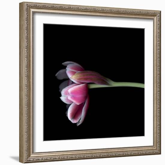 Pink Tulips 11-Magda Indigo-Framed Photographic Print