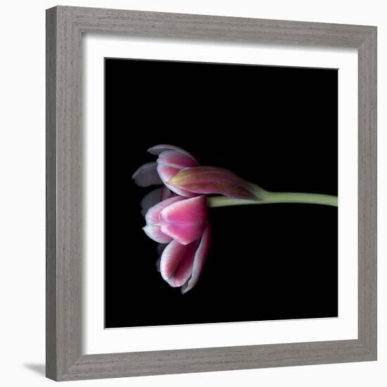 Pink Tulips 11-Magda Indigo-Framed Photographic Print