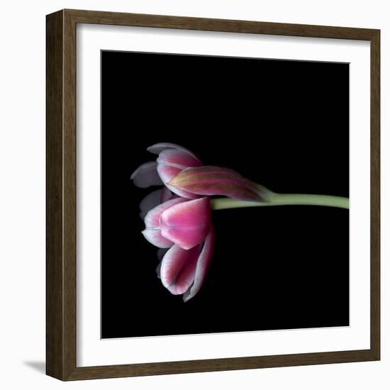 Pink Tulips 11-Magda Indigo-Framed Photographic Print