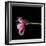 Pink Tulips 11-Magda Indigo-Framed Photographic Print