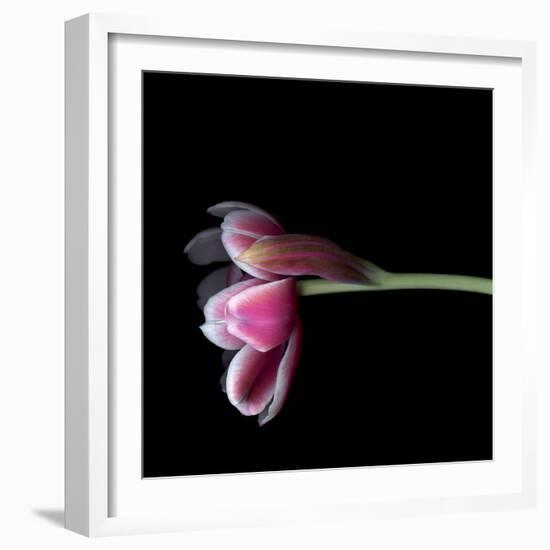 Pink Tulips 11-Magda Indigo-Framed Photographic Print