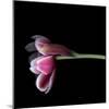 Pink Tulips 11-Magda Indigo-Mounted Photographic Print