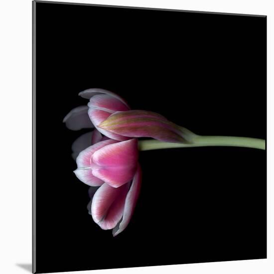 Pink Tulips 11-Magda Indigo-Mounted Photographic Print