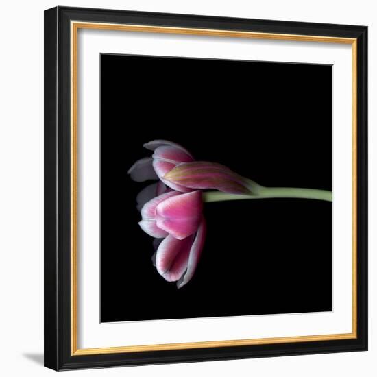 Pink Tulips 11-Magda Indigo-Framed Photographic Print