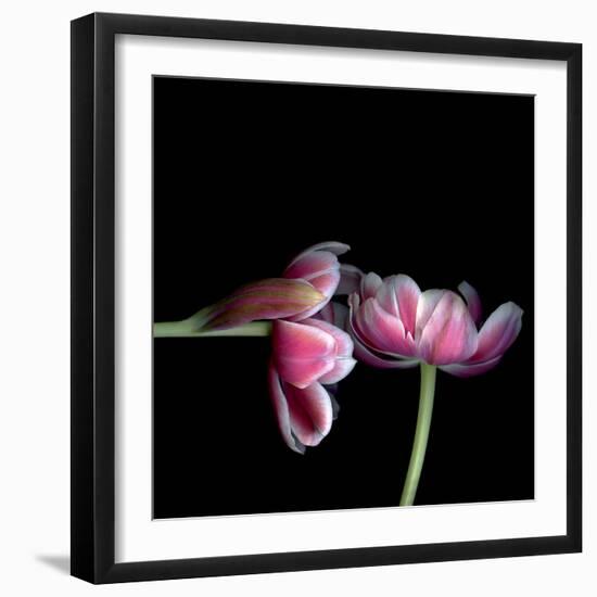 Pink Tulips 12-Magda Indigo-Framed Photographic Print