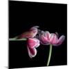 Pink Tulips 12-Magda Indigo-Mounted Photographic Print