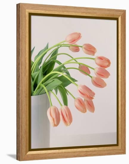 Pink Tulips, 1999-Norman Hollands-Framed Premier Image Canvas