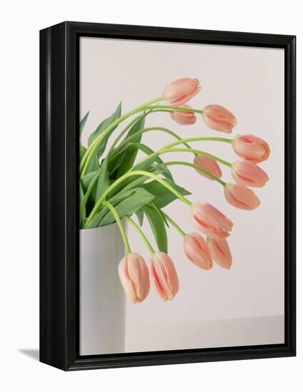 Pink Tulips, 1999-Norman Hollands-Framed Premier Image Canvas