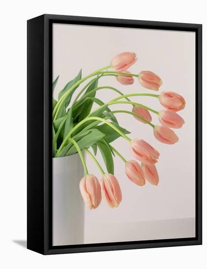 Pink Tulips, 1999-Norman Hollands-Framed Premier Image Canvas