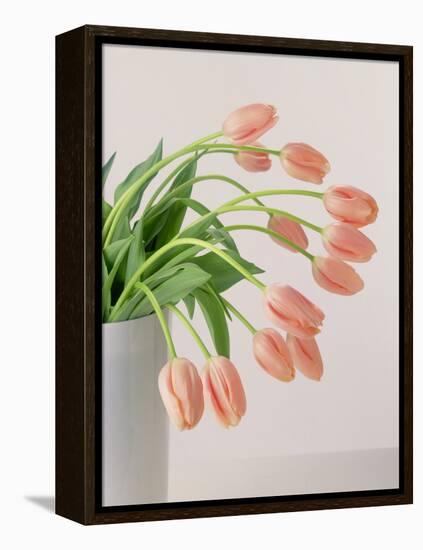 Pink Tulips, 1999-Norman Hollands-Framed Premier Image Canvas