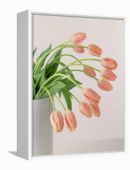 Pink Tulips, 1999-Norman Hollands-Framed Premier Image Canvas
