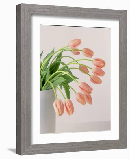 Pink Tulips, 1999-Norman Hollands-Framed Photographic Print