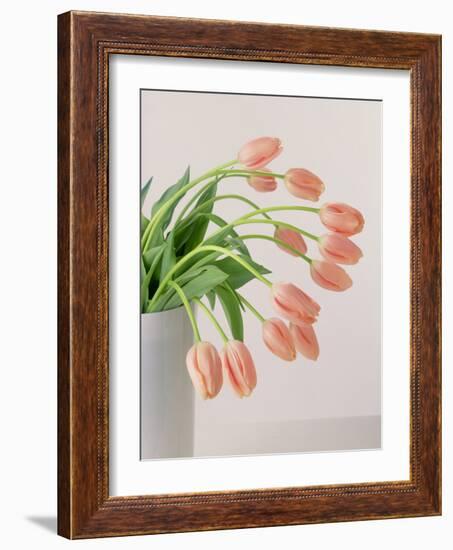 Pink Tulips, 1999-Norman Hollands-Framed Photographic Print